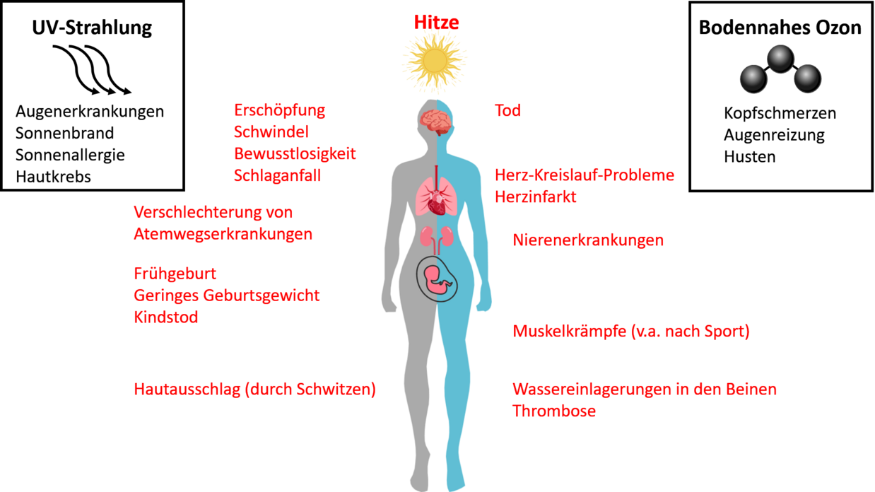 Grafische Darstellung der im Text genannten gesundheitlichen Auswirkungen von Hitze, bodennahem Ozon und UV-Strahlung auf den menschlichen Körper